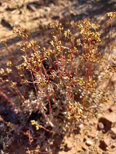 Crassula tetragona, photographed by Danie Palm