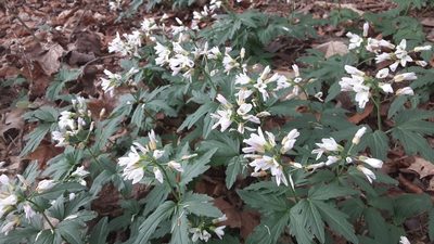 Cardamine concatenata, photographed by Larry Jensen