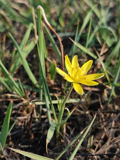 Gagea pauciflora, photographed by Юлия