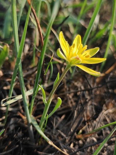 Gagea pauciflora, photographed by Юлия