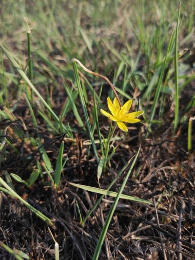 Gagea pauciflora, photographed by Юлия