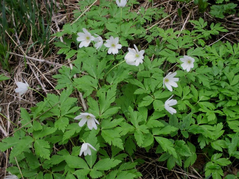 Anemonoides altaica, photographed by Эльмира