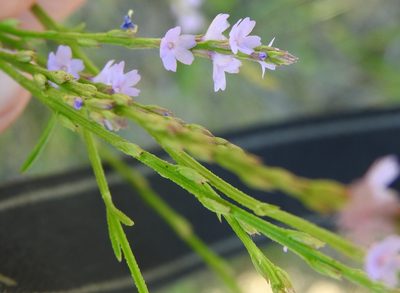 Verbena halei, photographed by saltyhiker