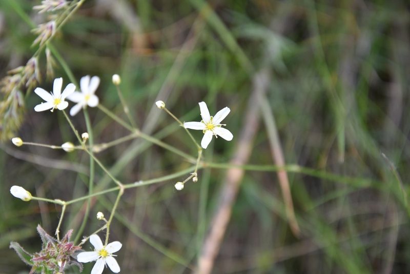Eremogone biebersteinii, photographed by Иван Ковтун Ivan Kovtun