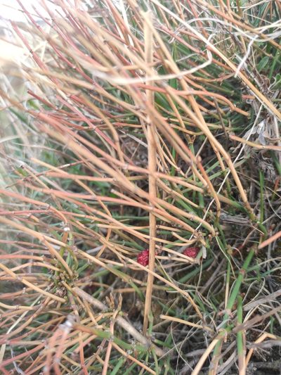Ephedra monosperma, photographed by Юлия