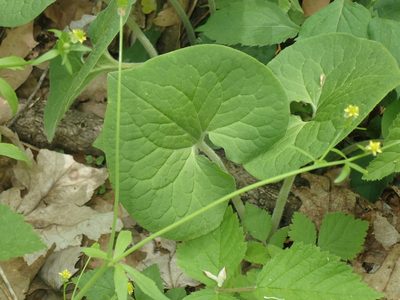 Asarum canadense, photographed by John Baur