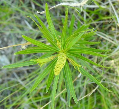 Stillingia texana, photographed by saltyhiker