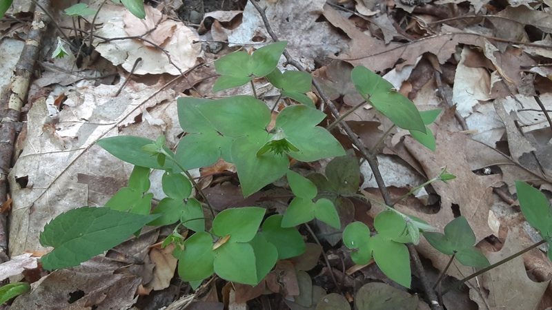Hepatica acutiloba, photographed by Larry Jensen