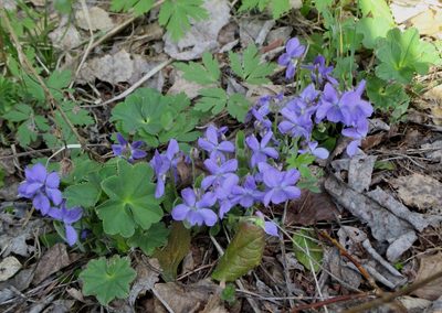 Viola hirta, photographed by Эльмира