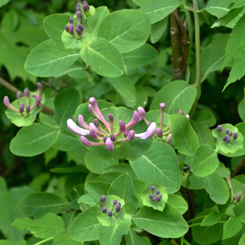Lonicera caprifolium, photographed by Petr Harant