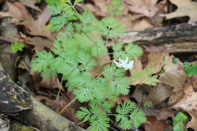 Dicentra cucullaria, photographed by Jackson Kusack