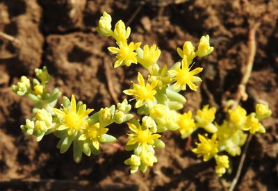 Sedum nuttallii, photographed by saltyhiker