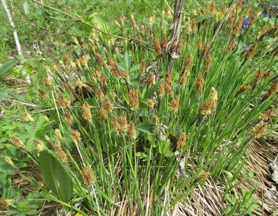 Carex cespitosa, photographed by Эльмира