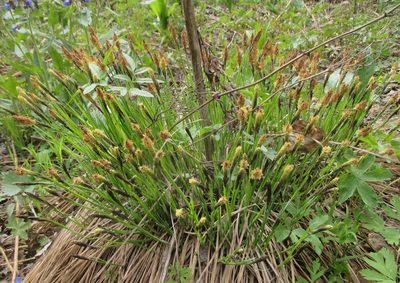 Carex cespitosa, photographed by Эльмира