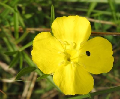 Oenothera capillifolia, photographed by saltyhiker