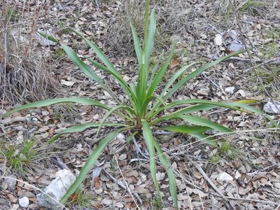 Yucca rupicola, photographed by saltyhiker