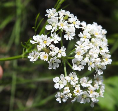 Bifora americana, photographed by saltyhiker