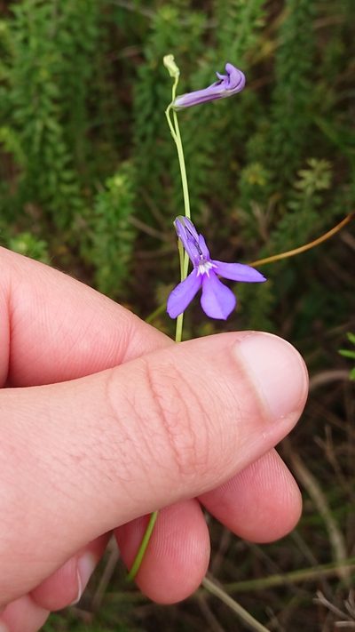 Lobelia caerulea, photographed by Nick Schaller
