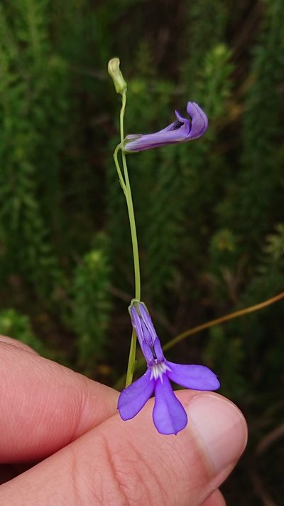 Lobelia caerulea, photographed by Nick Schaller