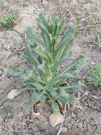Isatis oblongata, photographed by Юлия