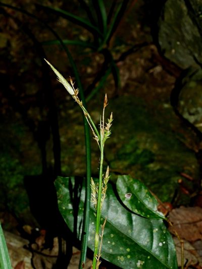 Carex sociata, photographed by Jacy Chen