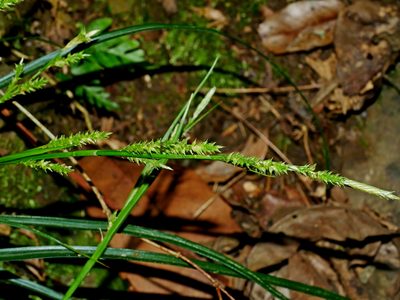 Carex sociata, photographed by Jacy Chen