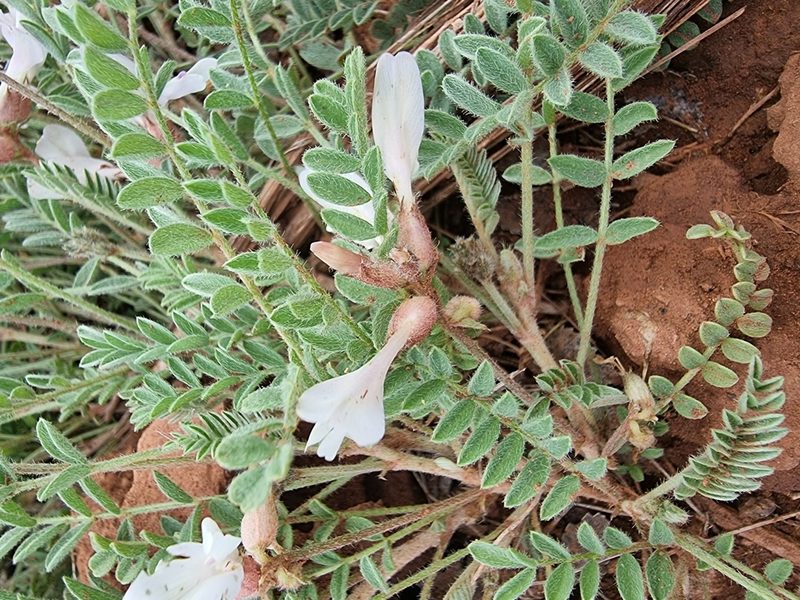 Astragalus sareptanus, photographed by bulatik