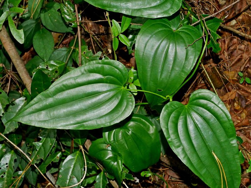 Stemona tuberosa, photographed by Jacy Chen
