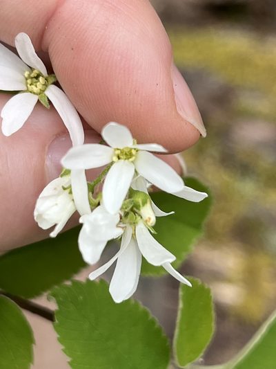 Amelanchier sanguinea, photographed by Bonnie Isaac