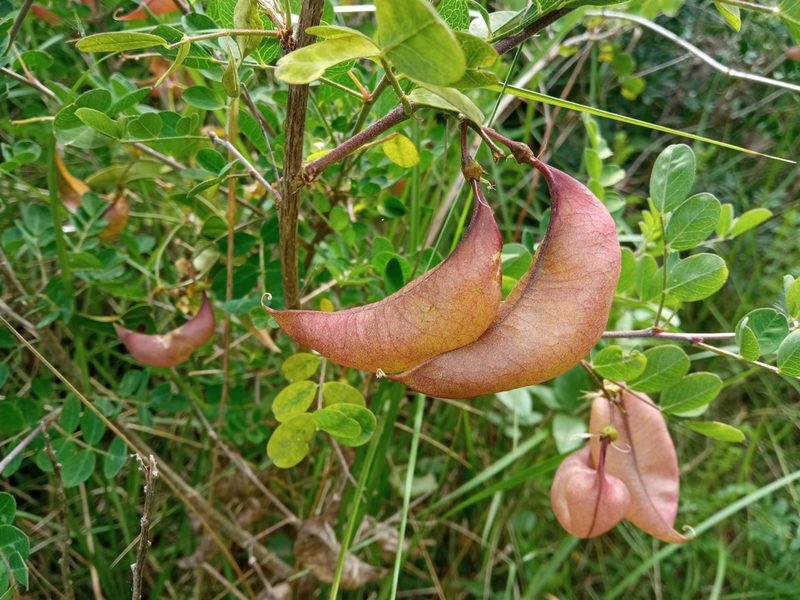 Colutea brevialata, photographed by Josep Gesti