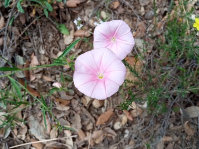 Convolvulus cantabrica, photographed by Josep Gesti