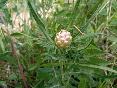 Leuzea conifera, photographed by Josep Gesti