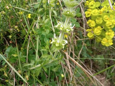 Sideritis hirsuta, photographed by Josep Gesti