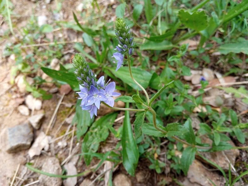Veronica orsiniana, photographed by Josep Gesti