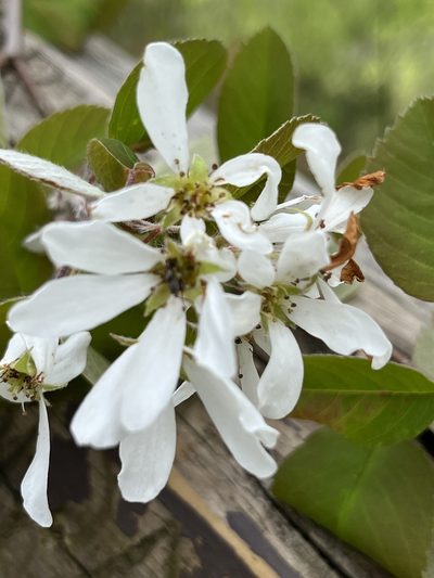 Amelanchier amabilis, photographed by Bonnie Isaac
