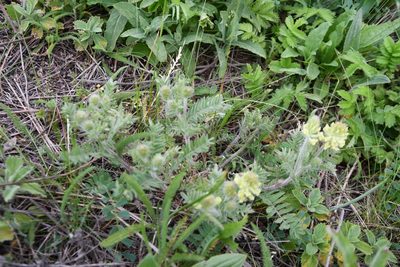 Oxytropis pilosa, photographed by Иван Ковтун Ivan Kovtun