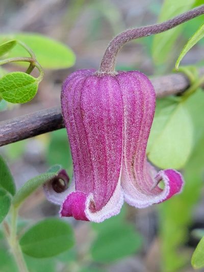 Clematis reticulata, photographed by Anthony A Simmons