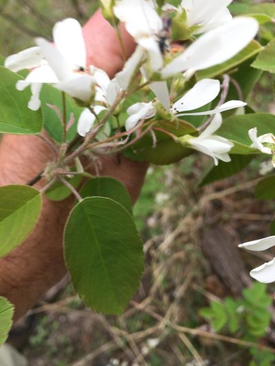 Amelanchier amabilis, photographed by Bonnie Isaac