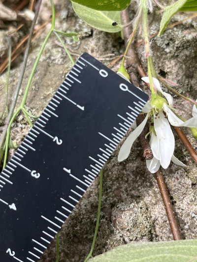 Amelanchier amabilis, photographed by Bonnie Isaac
