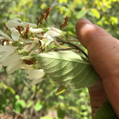 Amelanchier amabilis
