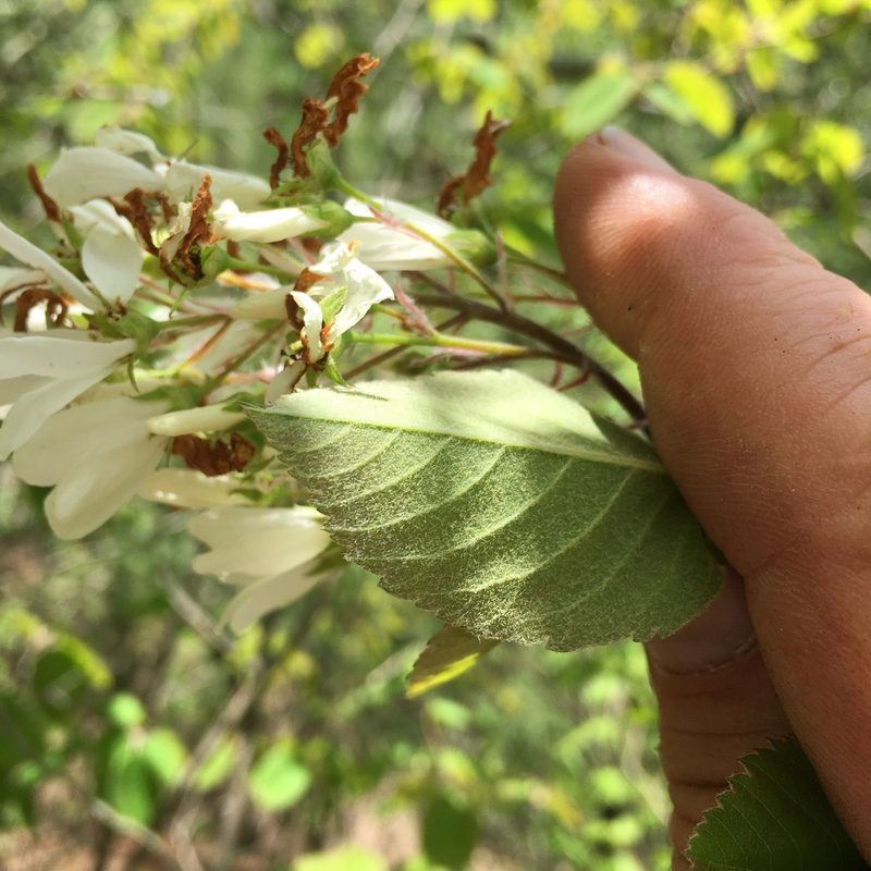 Amelanchier amabilis, photographed by Bonnie Isaac