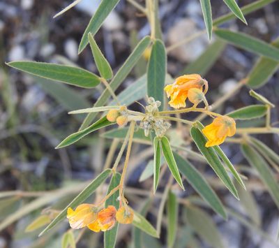 Senna roemeriana, photographed by saltyhiker