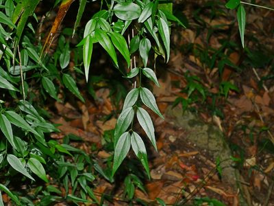 Jasminum nervosum, photographed by Jacy Chen