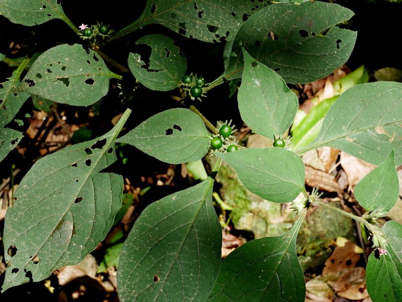 Lycianthes biflora, photographed by Jacy Chen