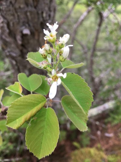 Amelanchier sanguinea, photographed by Bonnie Isaac