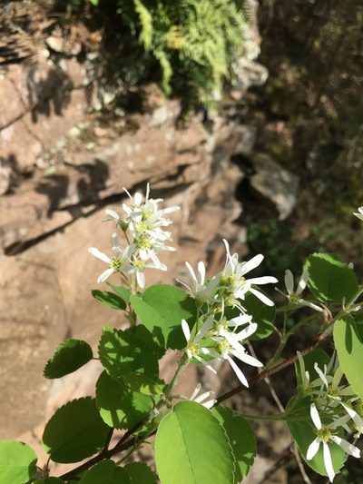 Amelanchier sanguinea, photographed by Bonnie Isaac