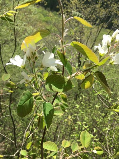 Amelanchier amabilis, photographed by Bonnie Isaac