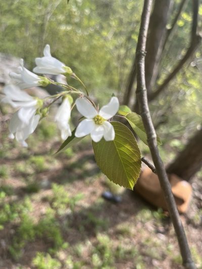 Amelanchier amabilis, photographed by Bonnie Isaac