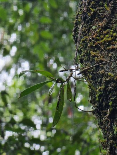 Plectorrhiza tridentata, photographed by Richard Dimon