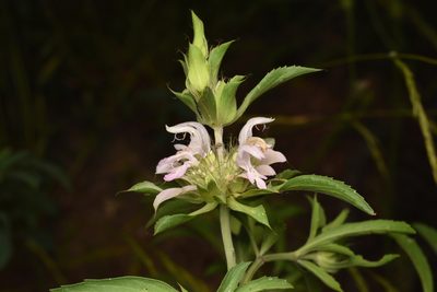 Monarda citriodora, photographed by Luke Padon